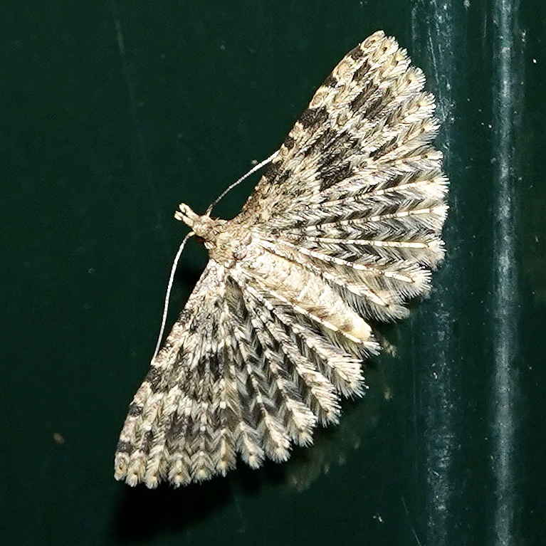 is dit een kamperfoeliewaaiermot?